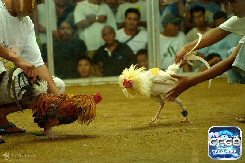 Nắm rõ các hướng dẫn trên để dễ dàng tham gia chơi đá gà Philippines trực tuyến nhé!