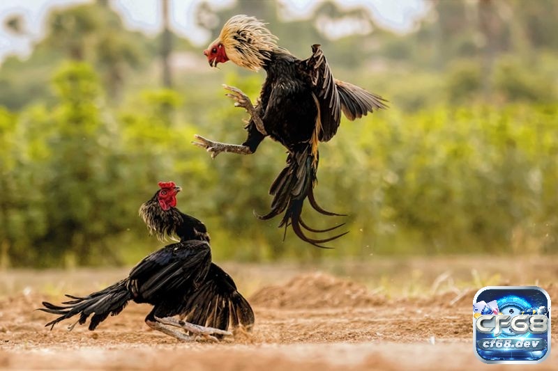 Nắm vững quy tắc và kỹ thuật để tăng hiệu quả khi tham gia đá gà tre nhé!