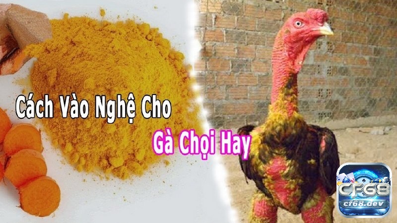 Khám phá cách vào nghệ cho gà chọi cùng CF68 nhé!