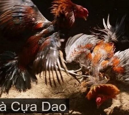 Đá gà cựa dao là gì? Tất tần tần về loại hình đá gà cựa dao